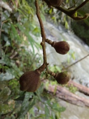 Guarea macrophylla