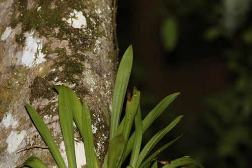 Image of Liparis Angustilabris (Liparis angustilabris) by (c) Greg Tasney, some rights reserved (CC BY-SA)