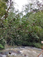 Guarea macrophylla