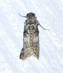 Zamagiria australella