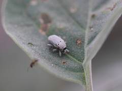 Trichobaris compacta