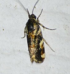 Spragueia jaguaralis