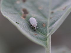 Trichobaris compacta