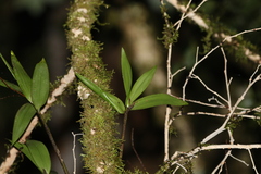 Dendrobium gracilicaule