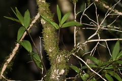 Dendrobium gracilicaule