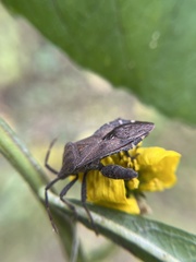 Piezogaster calcarator