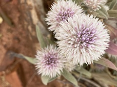 Gomphrena kanisii