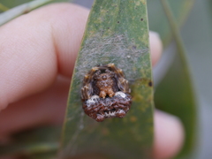 Mastophora cornigera