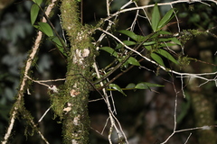 Dendrobium gracilicaule