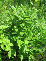 Lonicera maximowiczii