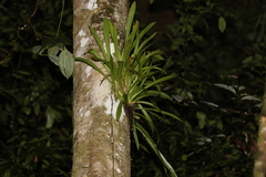 Liparis angustilabris