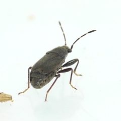 Stygnocoris rusticus