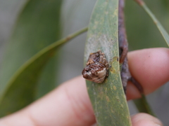Mastophora cornigera