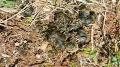 Nostoc commune