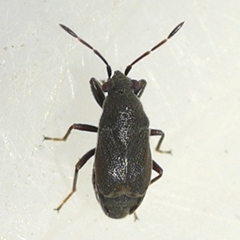 Stygnocoris rusticus