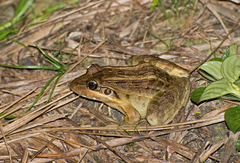 Leptodactylus latrans