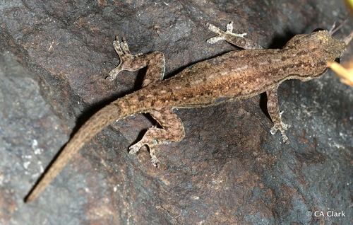 Asian House Gecko, photo 3 of 7