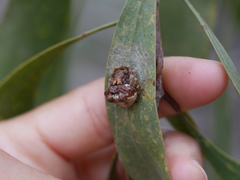 Mastophora cornigera