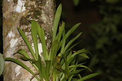 Liparis angustilabris