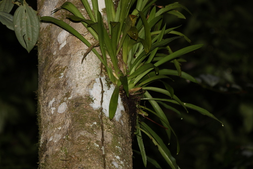 Image of Liparis Angustilabris (Liparis angustilabris) by (c) Greg Tasney, some rights reserved (CC BY-SA)