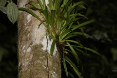 Liparis angustilabris