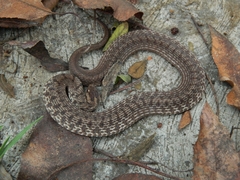 Storeria storerioides