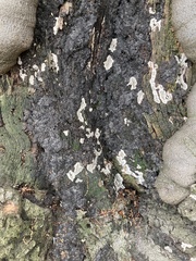 Kretzschmaria deusta