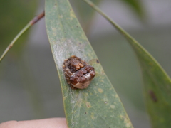 Mastophora cornigera
