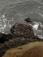 Mytilus californianus