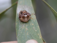 Mastophora cornigera