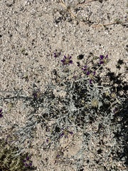 Psorothamnus emoryi emoryi