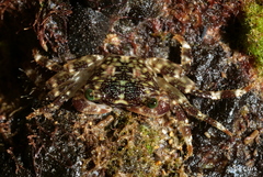Pachygrapsus plicatus