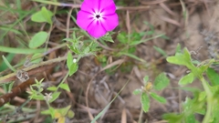 Phlox glabriflora