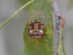 Mastophora cornigera