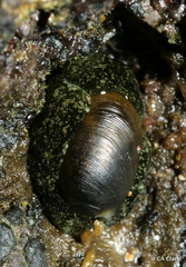 Smaragdinella calyculata