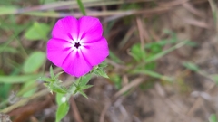 Phlox glabriflora