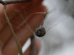 Mastophora cornigera