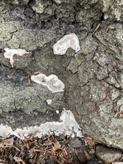 Kretzschmaria deusta