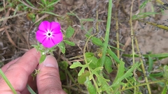 Phlox glabriflora