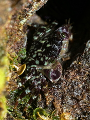 Pachygrapsus plicatus