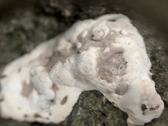 Kretzschmaria deusta