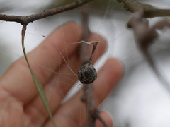 Mastophora cornigera