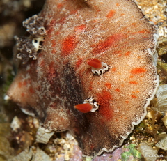 Platydoris formosa