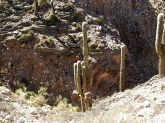 Trichocereus atacamensis