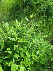 Lonicera maximowiczii