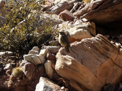 Sicalis olivascens