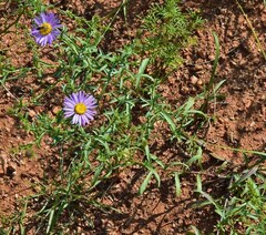 Dieteria bigelovii