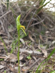 Pterostylis tasmanica