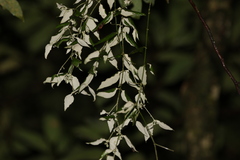 Notothixos leiophyllus