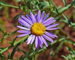 Dieteria bigelovii